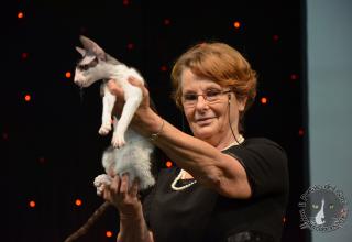 Foto da World Cat Show 2012 Zagabria Croazia - secondo giorno