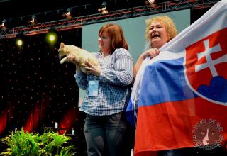 Foto da World Cat Show 2012 Zagabria Croazia - secondo giorno