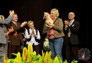 Foto da World Cat Show 2012 Zagabria Croazia - secondo giorno