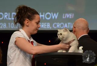 Foto da World Cat Show 2012 Zagabria Croazia - secondo giorno