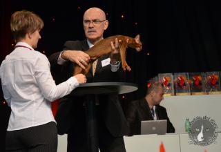 Foto da World Cat Show 2012 Zagabria Croazia - secondo giorno