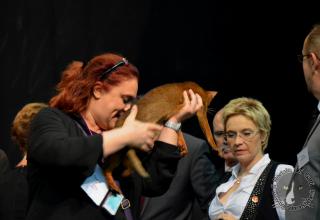 Foto da World Cat Show 2012 Zagabria Croazia - secondo giorno