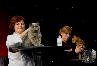 Foto da World Cat Show 2012 Zagabria Croazia - secondo giorno