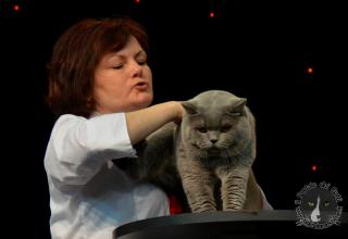 Foto da World Cat Show 2012 Zagabria Croazia - secondo giorno