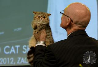 Foto da World Cat Show 2012 Zagabria Croazia - secondo giorno