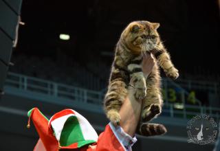 Foto da World Cat Show 2012 Zagabria Croazia - secondo giorno