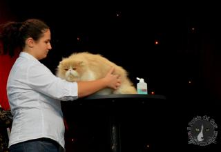 Foto da World Cat Show 2012 Zagabria Croazia - secondo giorno