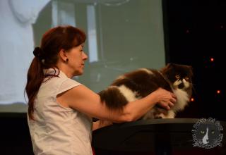 Foto da World Cat Show 2012 Zagabria Croazia - secondo giorno