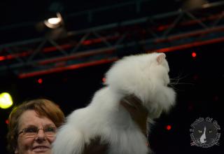 Foto da World Cat Show 2012 Zagabria Croazia - secondo giorno