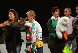 Foto da World Cat Show 2012 Zagabria Croazia - secondo giorno