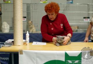 Internationale Cat Show Stammbaum e.V – WCF Magdeburgo Germania 12 e 13 aprile 2014