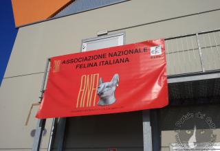 Gatti di razza - Mostra felina San Bonifacio (Verona) 21.02.2012 (foto2)