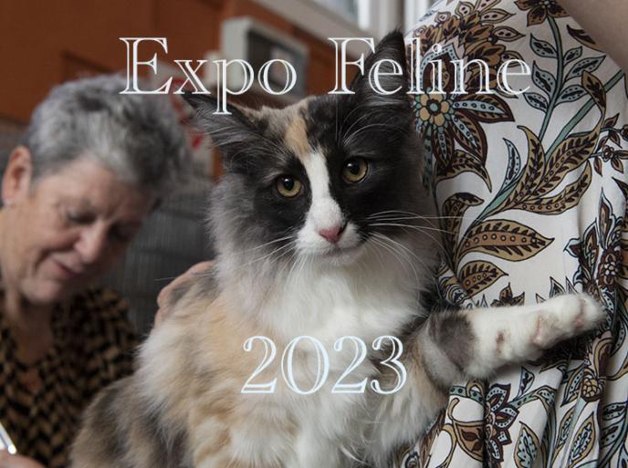 Esposizioni feline in Italia 2023