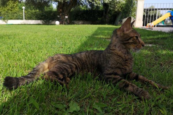 *???? Gattino Ritrovato a Francofonte - Cerca Urgentemente Casa o Proprietari! ????*