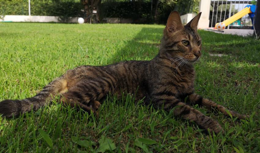 Gattino Ritrovato a Francofonte - Cerca Urgentemente Casa o Proprietari! ????*