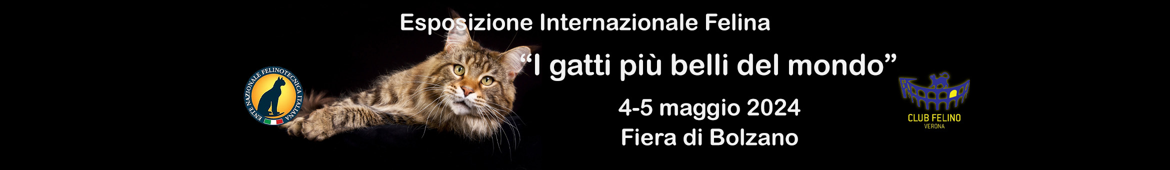 I gatti più belli del mondo - Esposizione Felina ENFI Padova 24-25 febbraio 2024